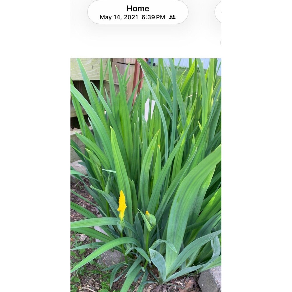 Fresh dug LIVE IRIS multiple fast!! (5) MOTHERS DAY! IDEAS!